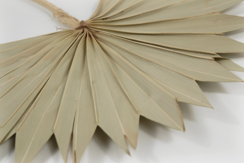  Dried  Natural Fan Palm  leaves  Sublime Wedding Shop